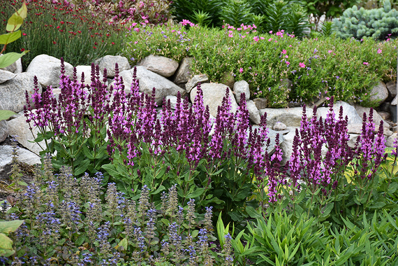 Rose Marvel Salvia (#1)