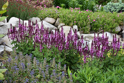 Rose Marvel Salvia (#1)
