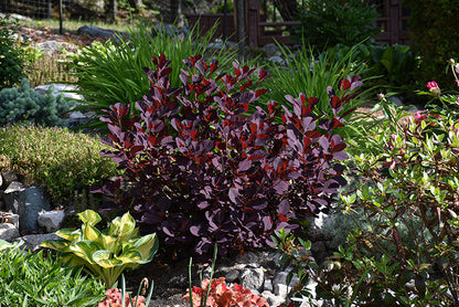 Winecraft-Black®-Smokebush