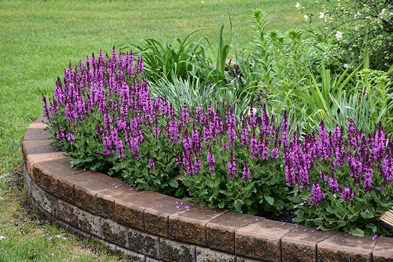 Rose Marvel Salvia (#1)