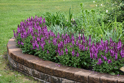 Rose Marvel Salvia (#1)
