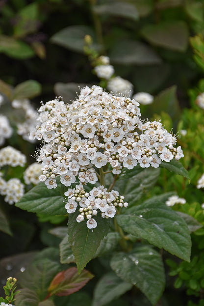 Double-Play®-Blue-Kazoo®-Spirea