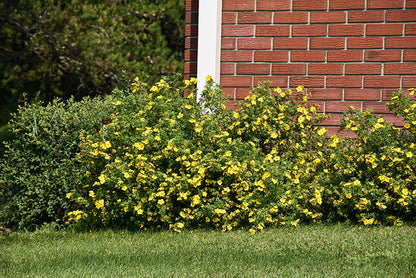 Goldfinger Potentilla