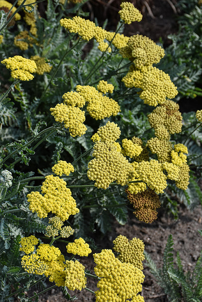 Moonshine Yarrow (#1)