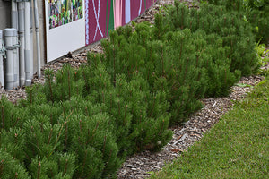 Pine Trees