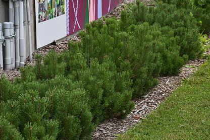 Pumillo Dwarf Mugo Pine