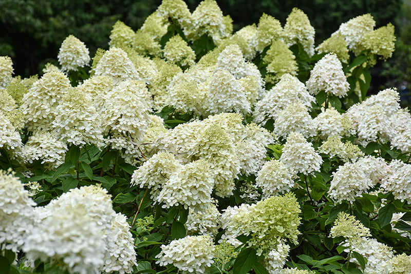 Limelight-Prime®-Hydrangea