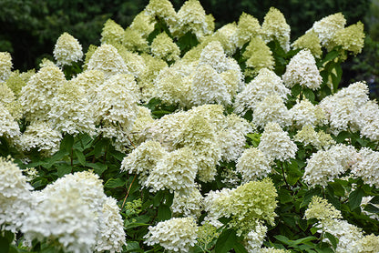 Limelight-Prime®-Hydrangea