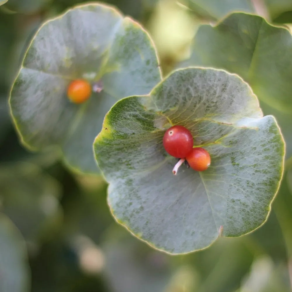 Kintzley's Ghost Honeysuckle