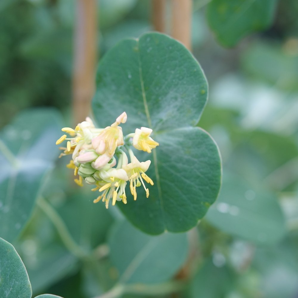 Kintzley's Ghost Honeysuckle close-up
