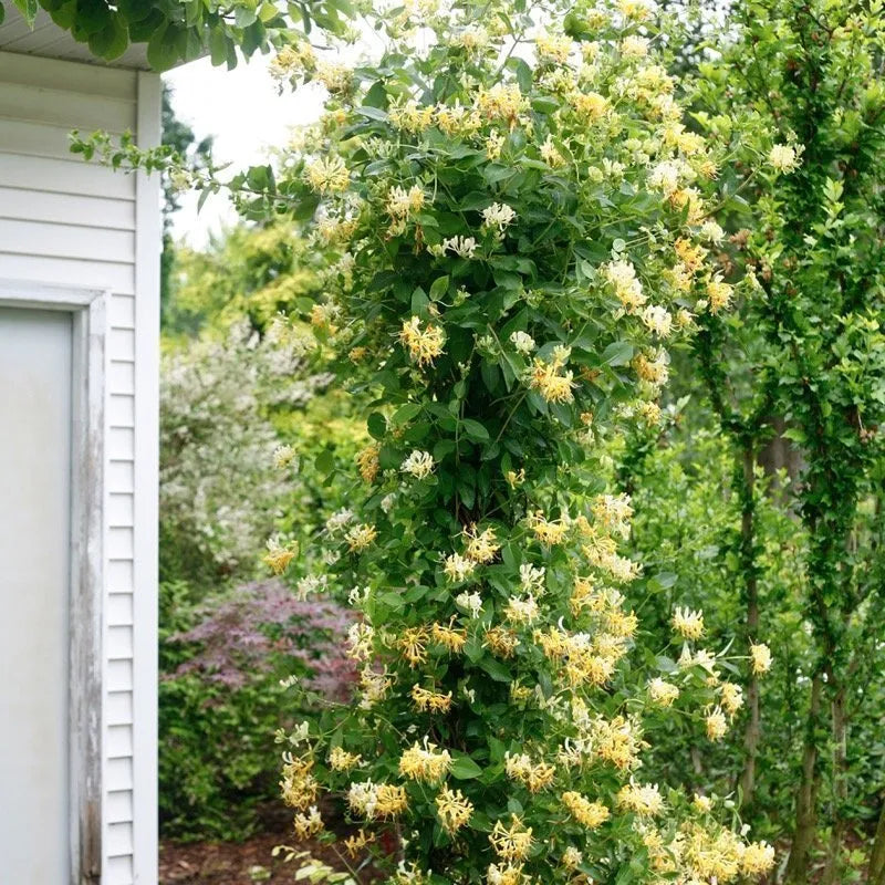 Scentsation Honeysuckle