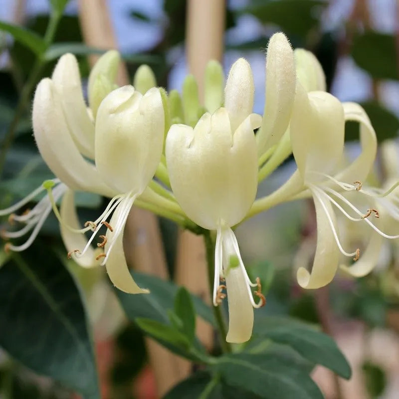 Scentsation Honeysuckle blooms