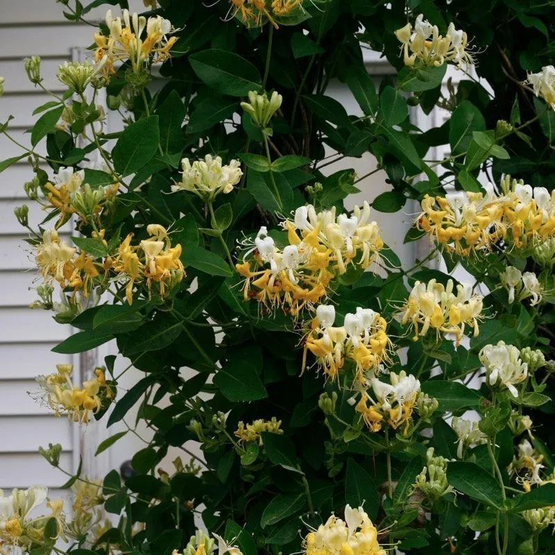 Scentsation Honeysuckle flowers