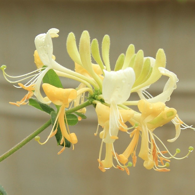 Scentsation Honeysuckle on trellis