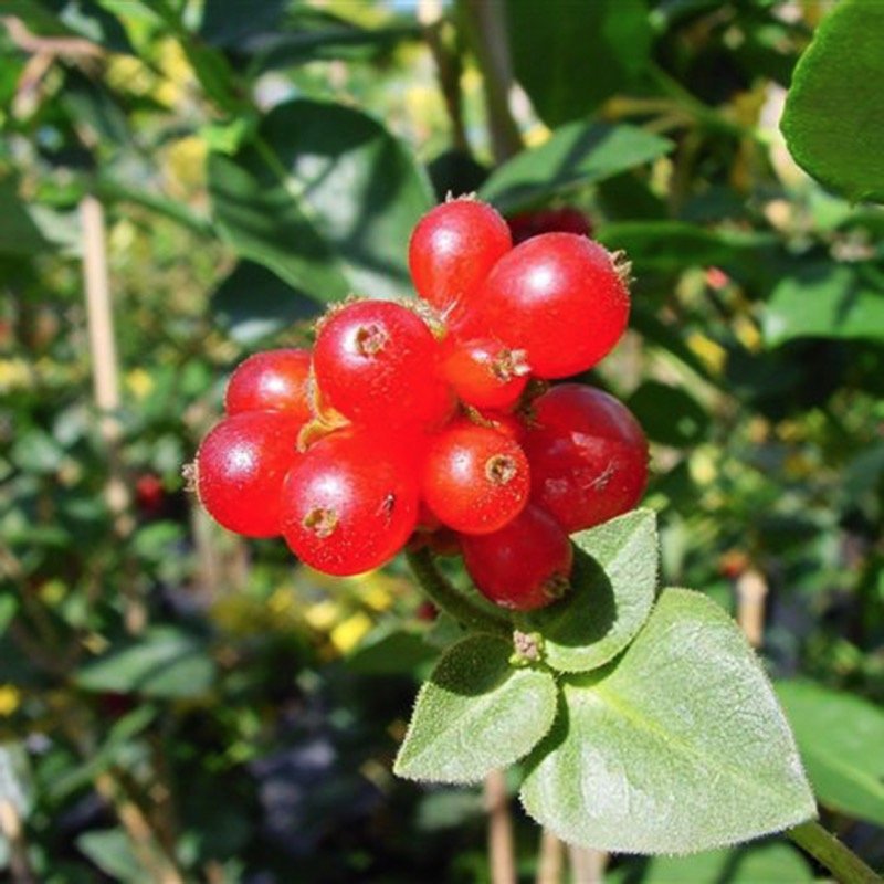 Scentsation Honeysuckle berries