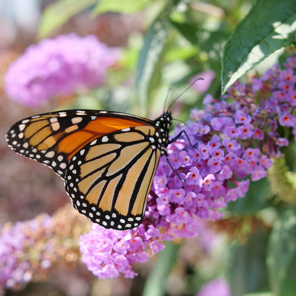 Pugster Amethyst Butterfly Bush