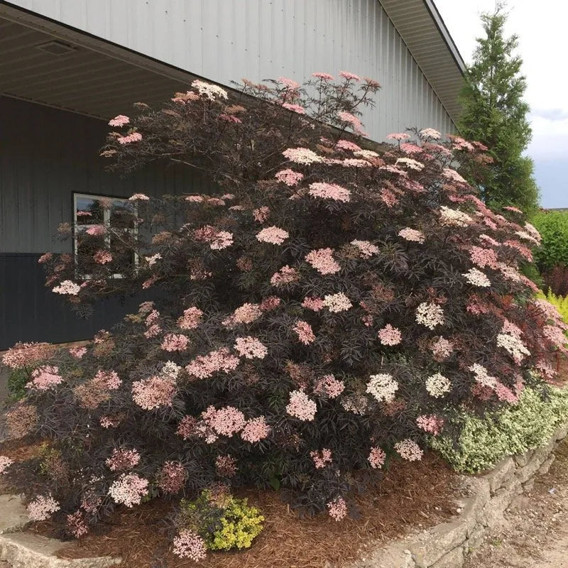 Black Lace Elderberry