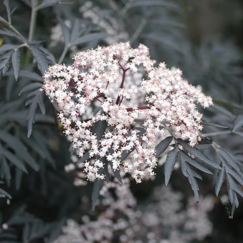 Black Lace Elderberry