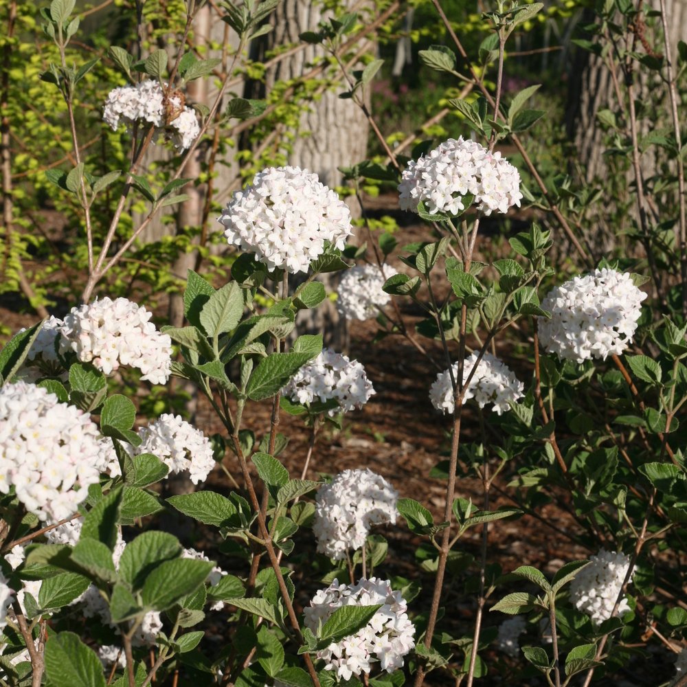 Spice Baby Koreanspice Viburnum