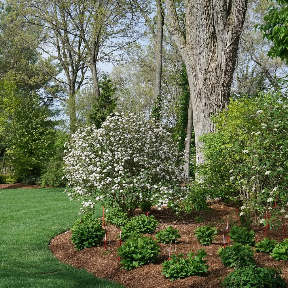 Spice Girl Koreanspice Viburnum