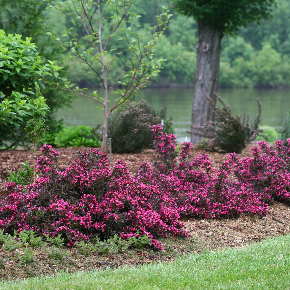 Spilled Wine Weigela