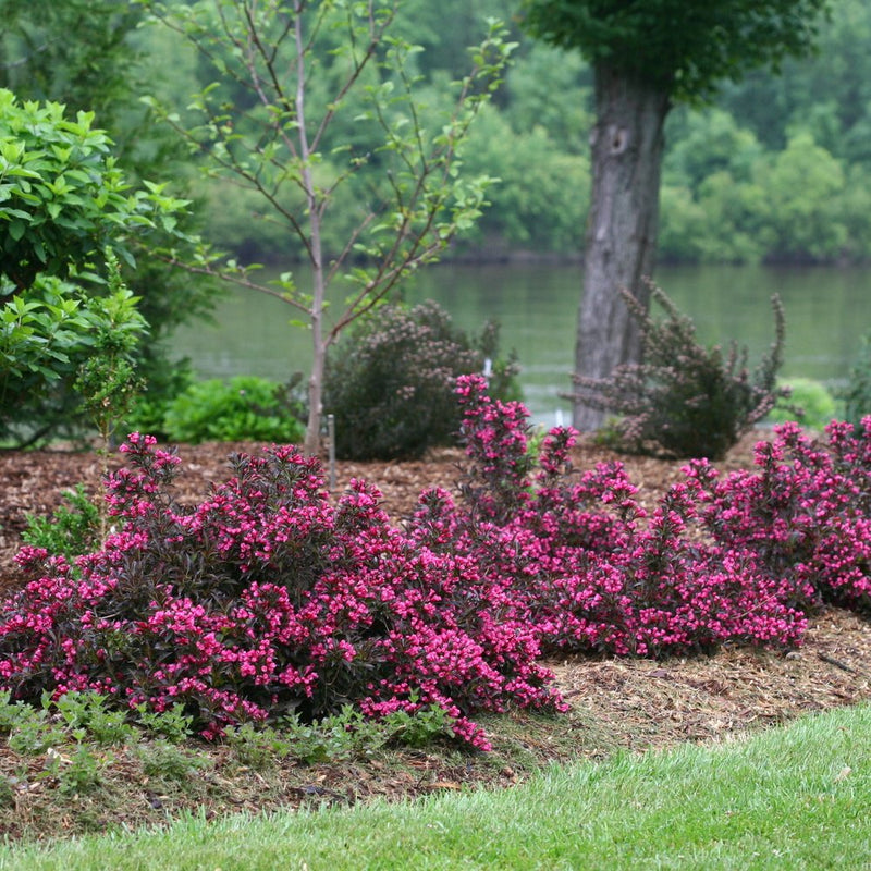 Spilled Wine Weigela