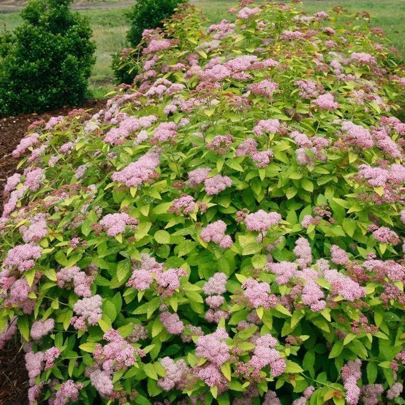 Double Play Big Bang Spirea