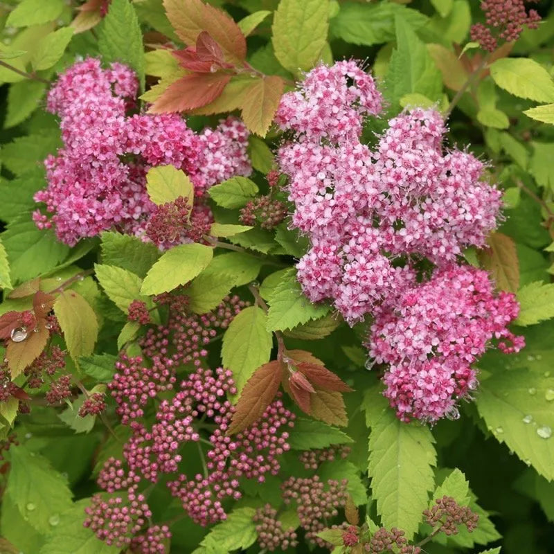Double Play Big Bang Spirea