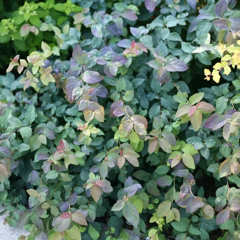 Double Play Blue Kazoo Spirea