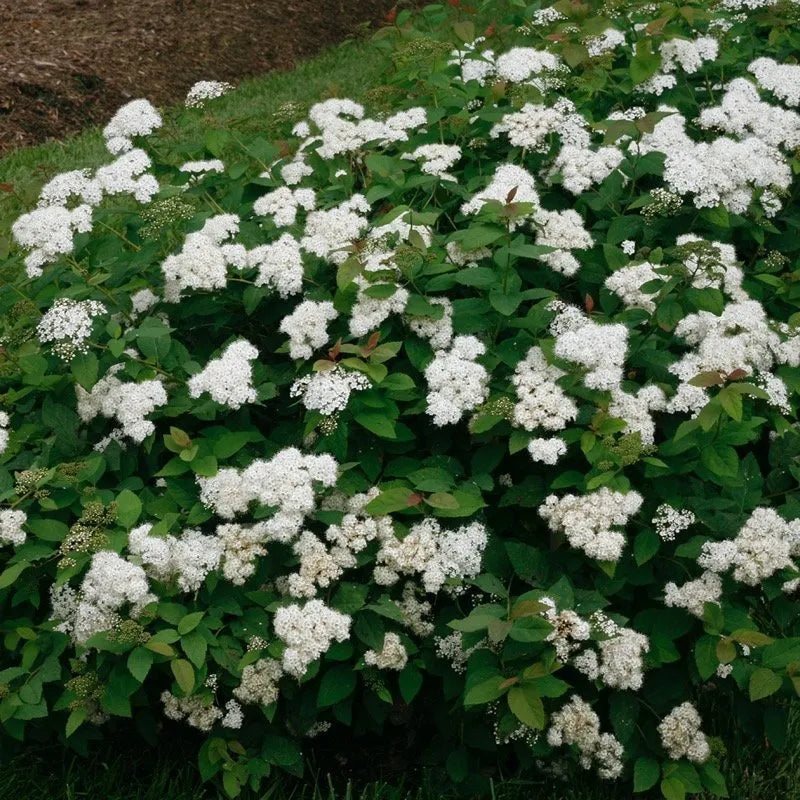 Double Play Blue Kazoo Spirea