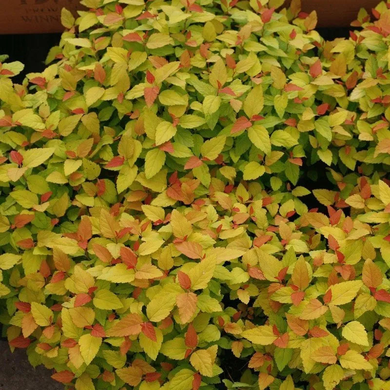 Double Play Candy Corn Spirea