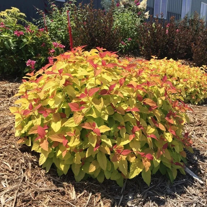 Double Play Candy Corn Spirea