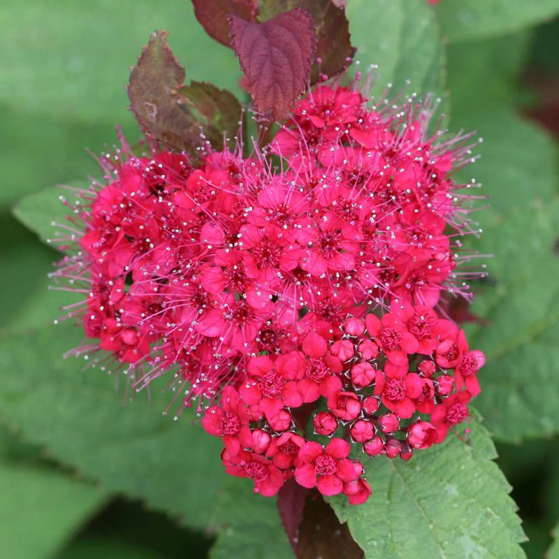 Double Play Doozie Spirea