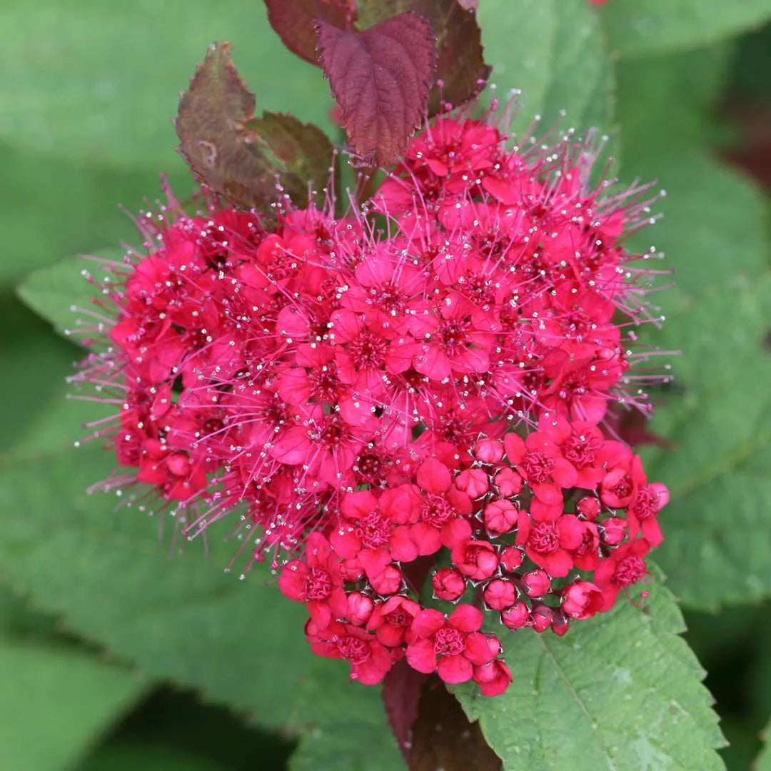 Double Play Doozie Spirea