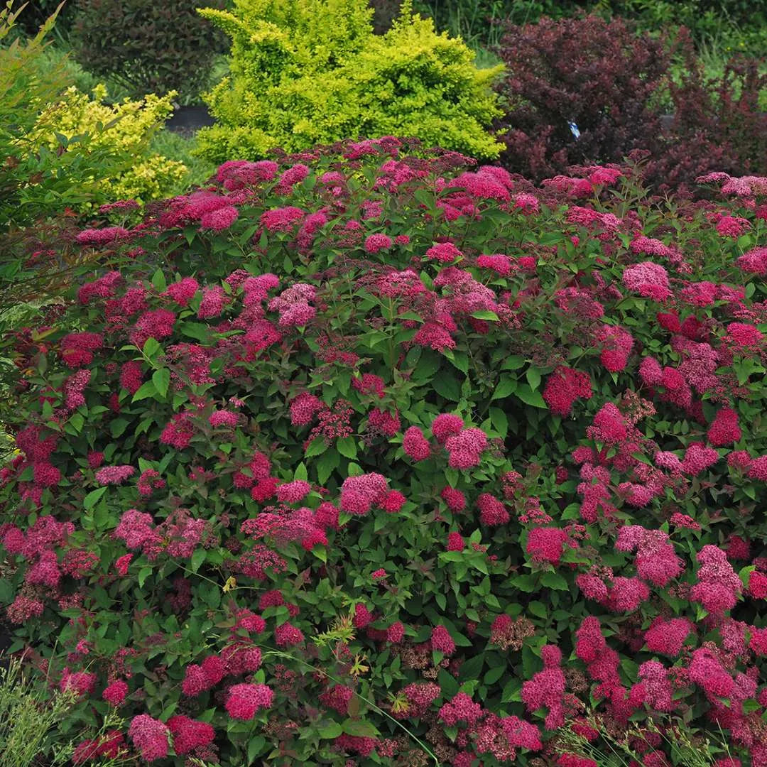 Double Play Doozie Spirea