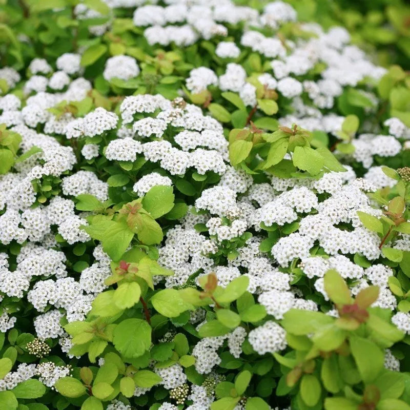 Glow Girl Birchleaf Spirea