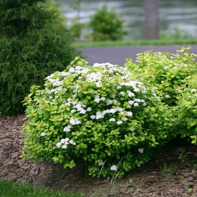 Glow Girl Birchleaf Spirea