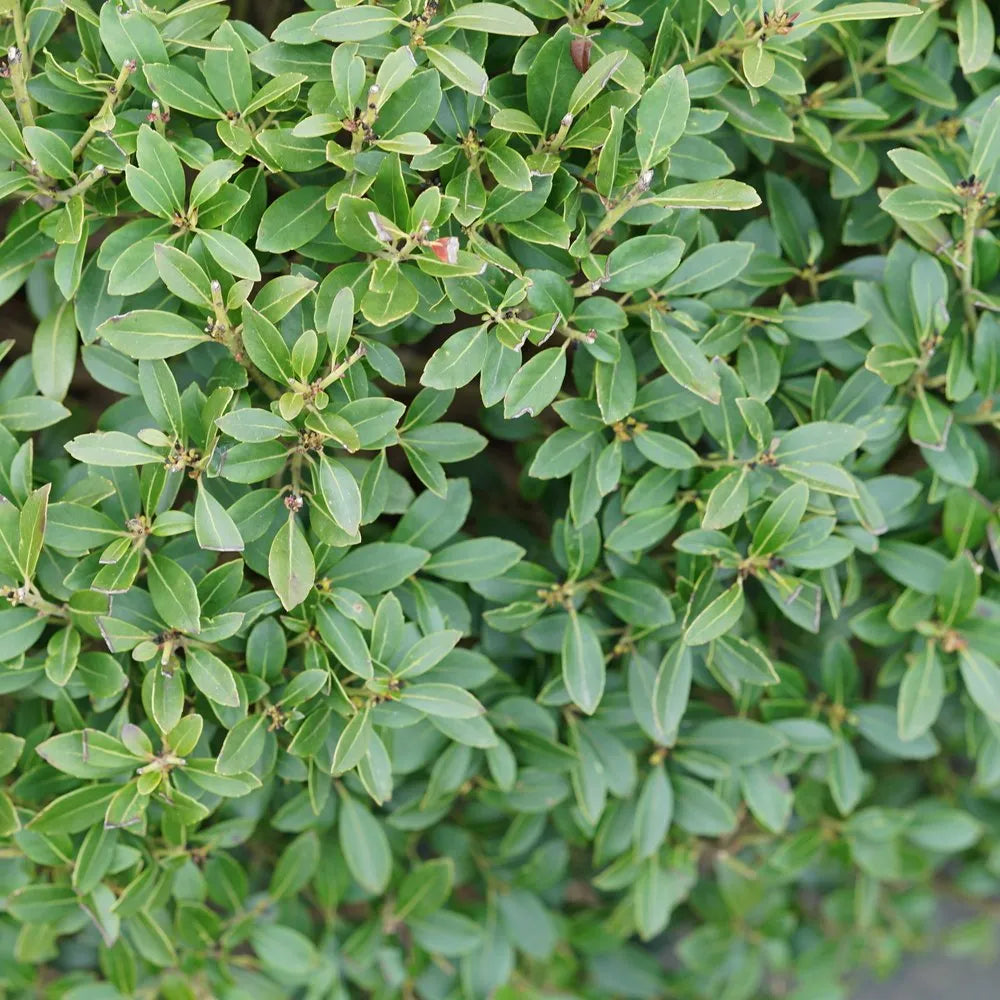Strongbox Inkberry Holly