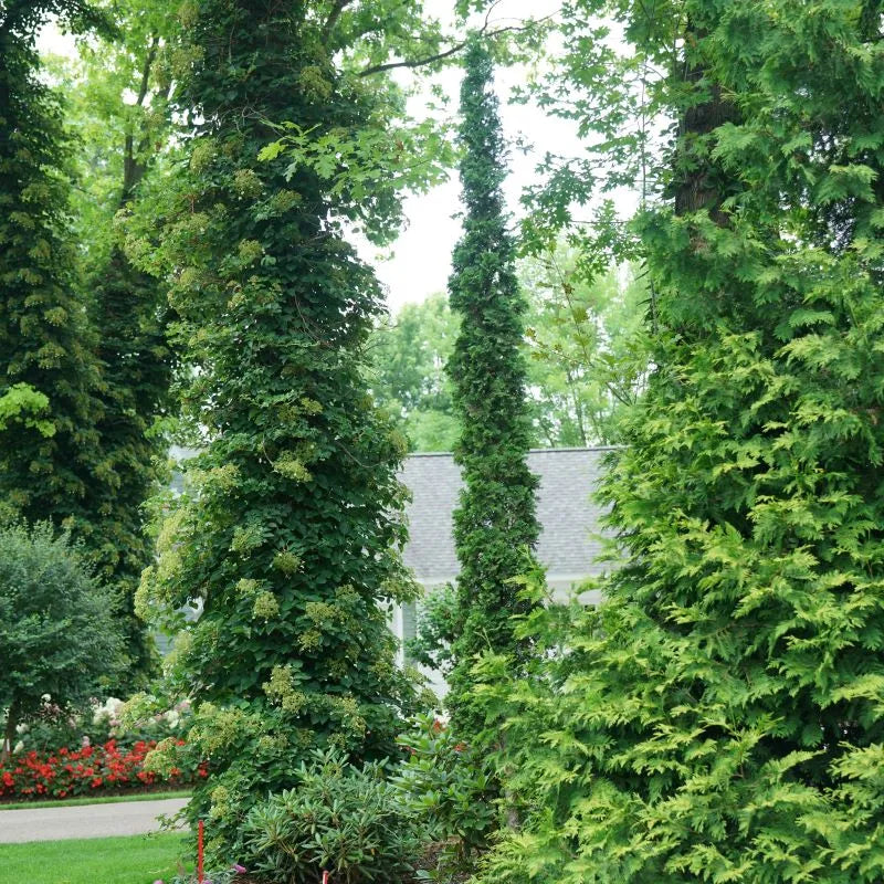 Sting Arborvitae
