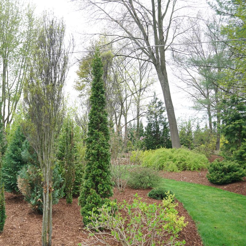 Sting Arborvitae