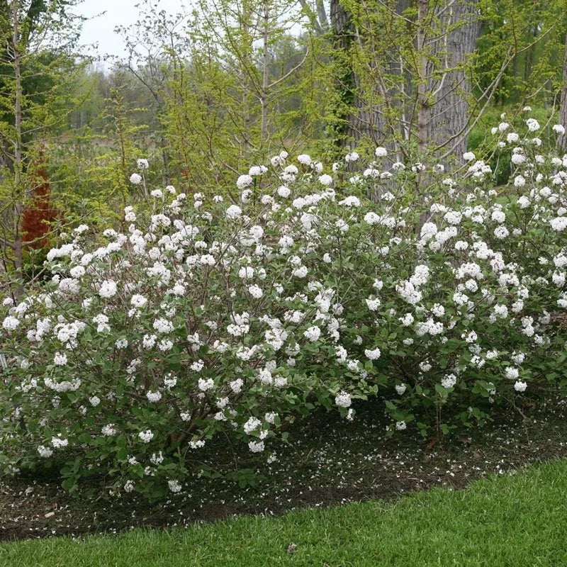 Spice Baby Koreanspice Viburnum