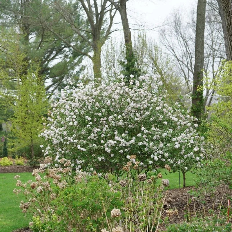 Spice Girl Koreanspice Viburnum