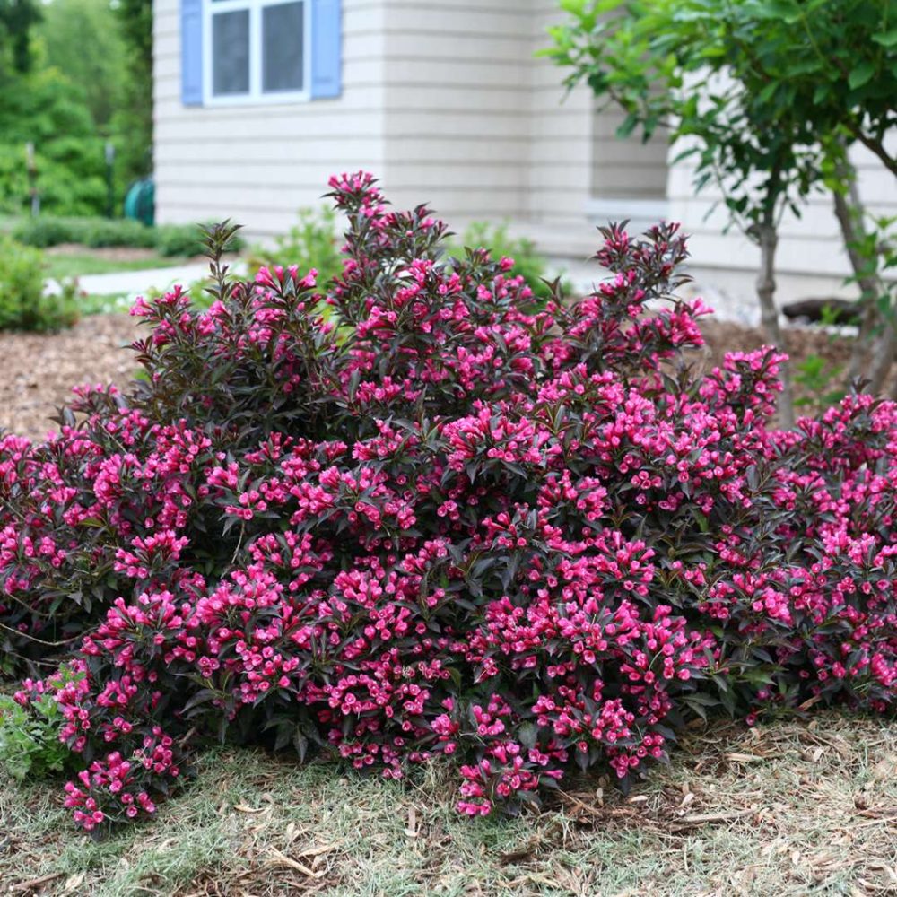 Spilled Wine Weigela
