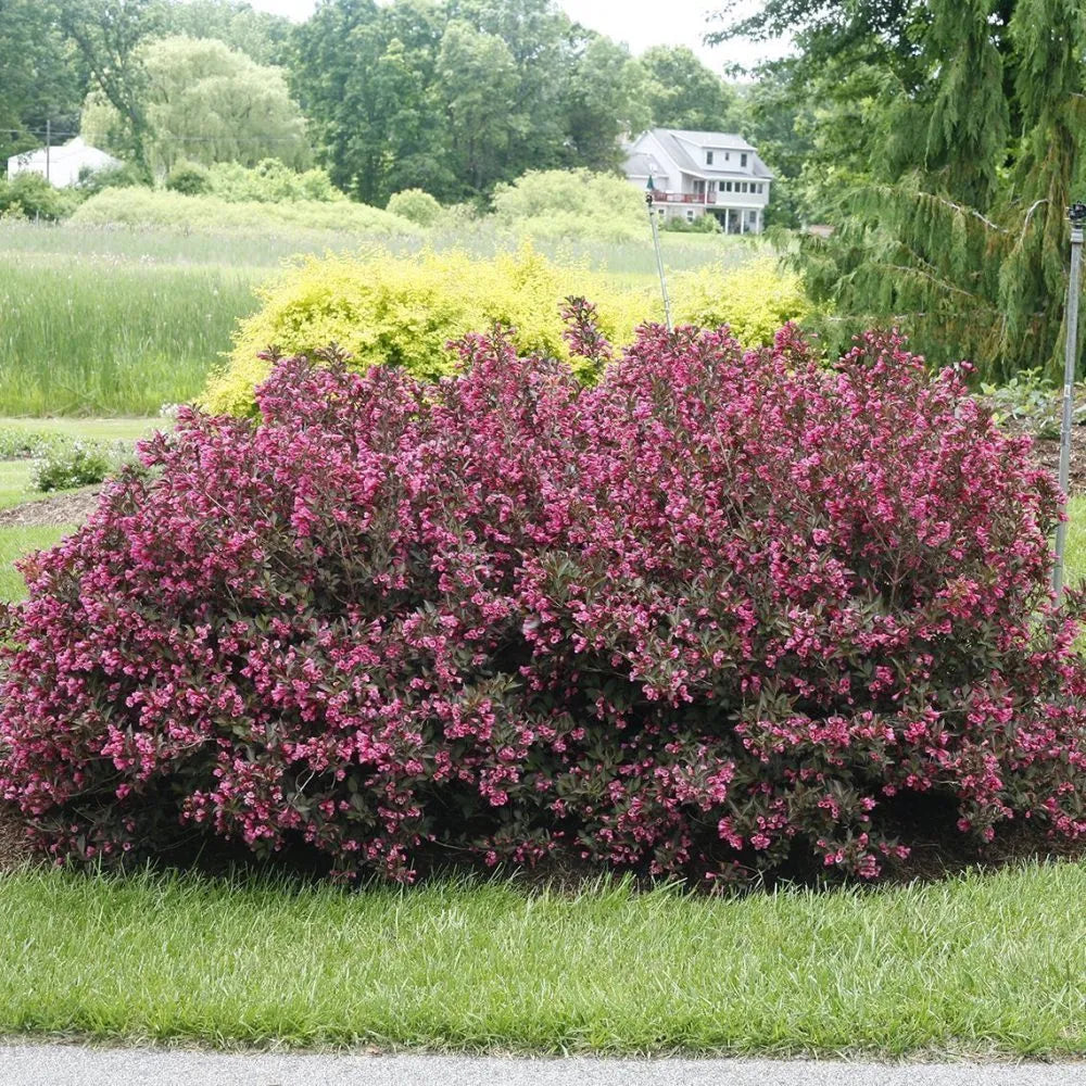 Wine & Roses Weigela