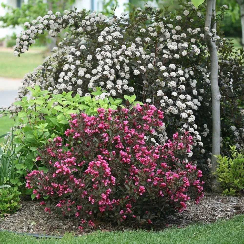 Wine & Roses Weigela
