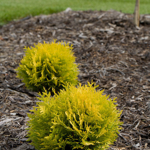 Anna's Magic Ball golden globe arborvitae