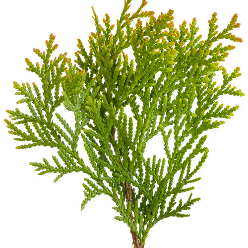 Anna's Magic Ball dwarf golden arborvitae in the landscape