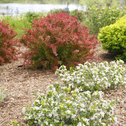 Low Scape Mound Aronia