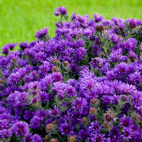 Grape Crush New England Aster