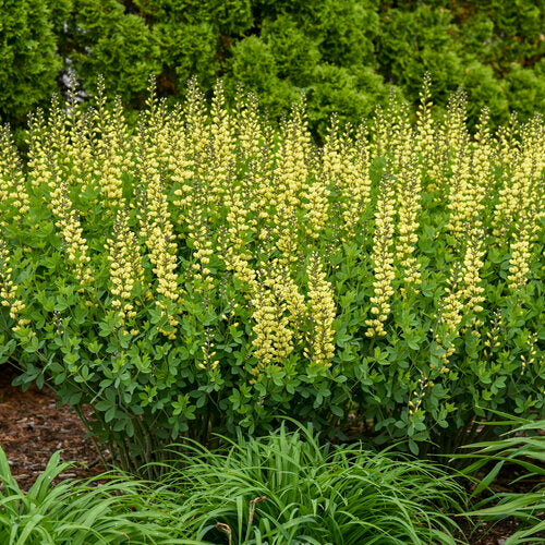 Decadence Lemon Meringue False Indigo